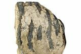 Partial Southern Mammoth Molar - Hungary #357027-1